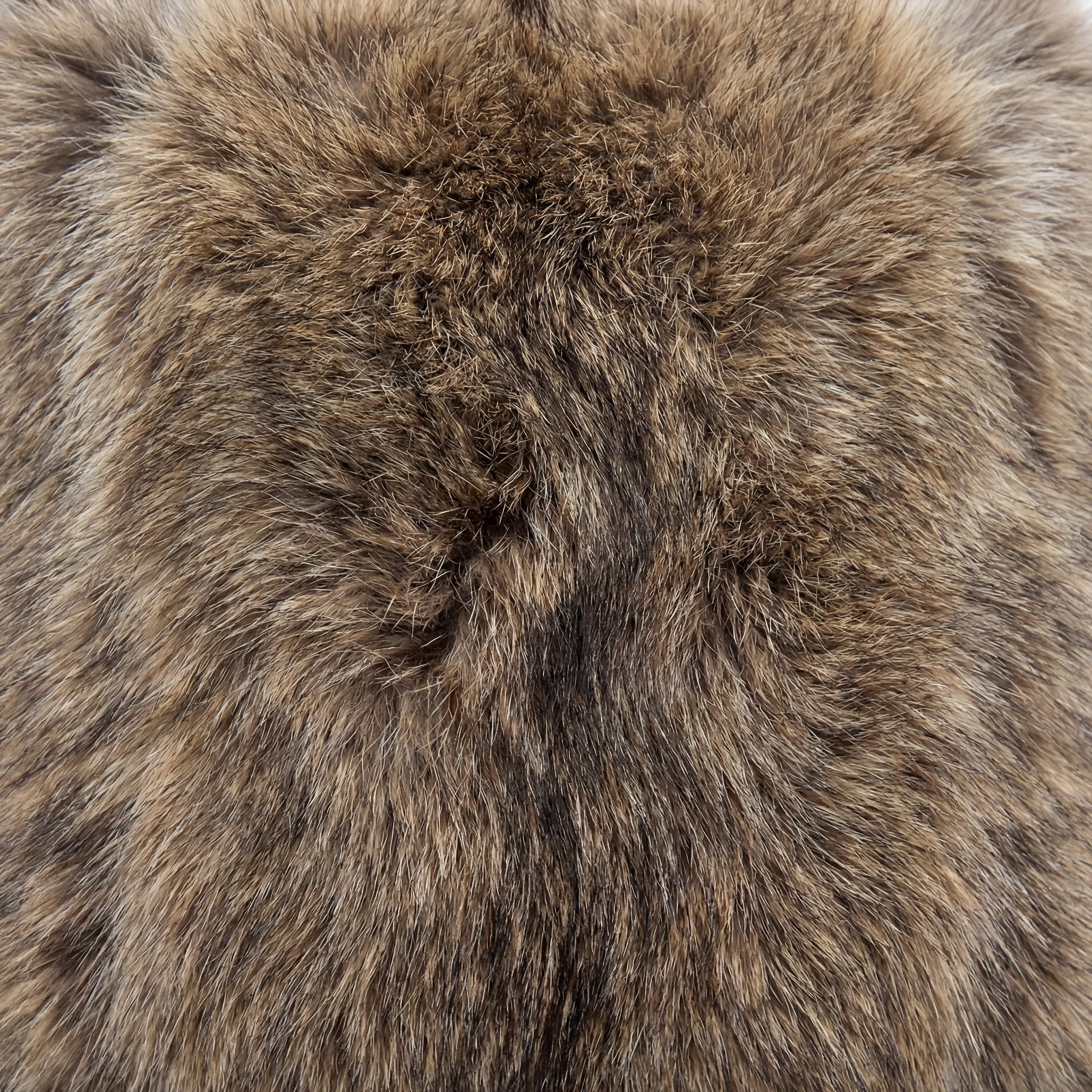 Coyote Fur