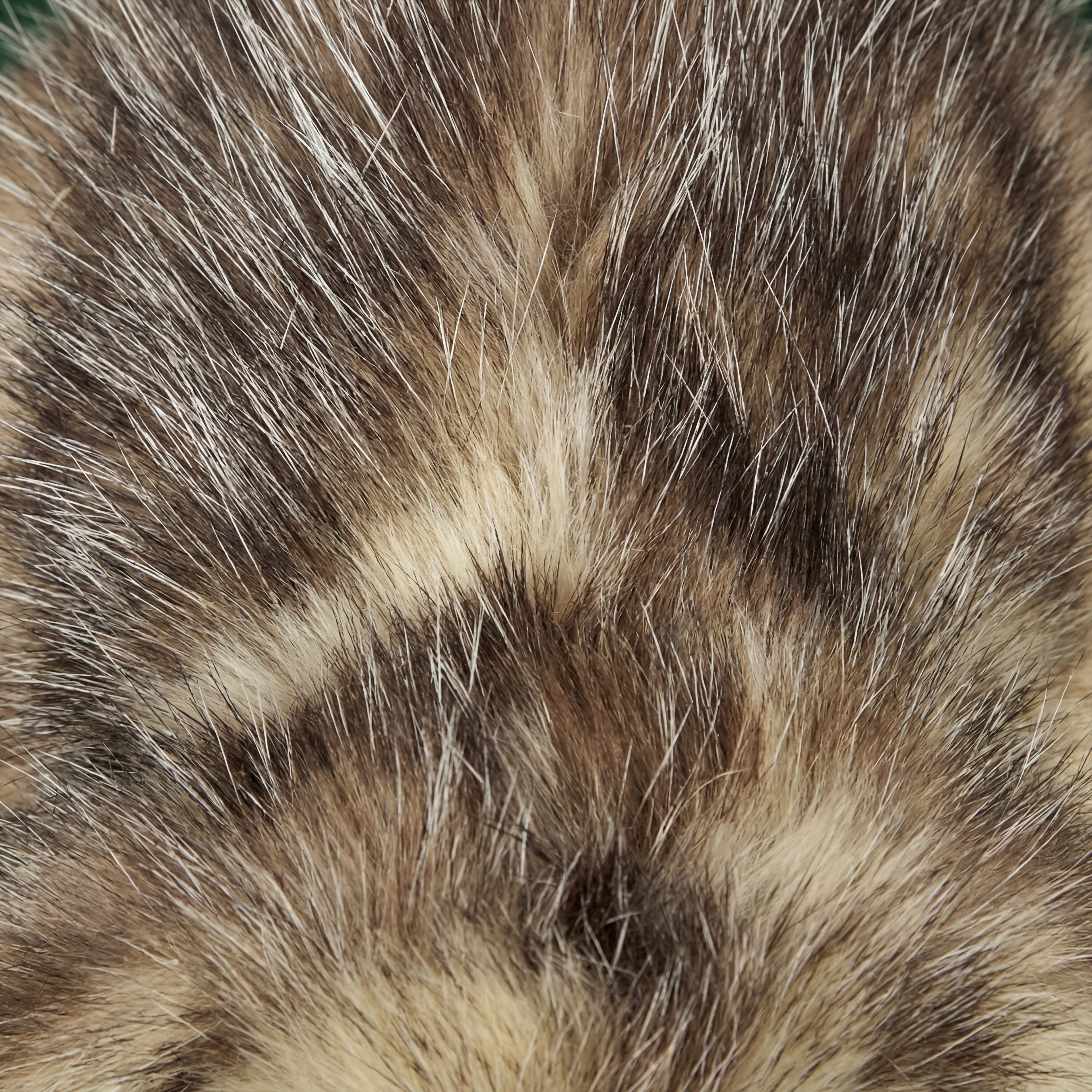 Opossum Fur