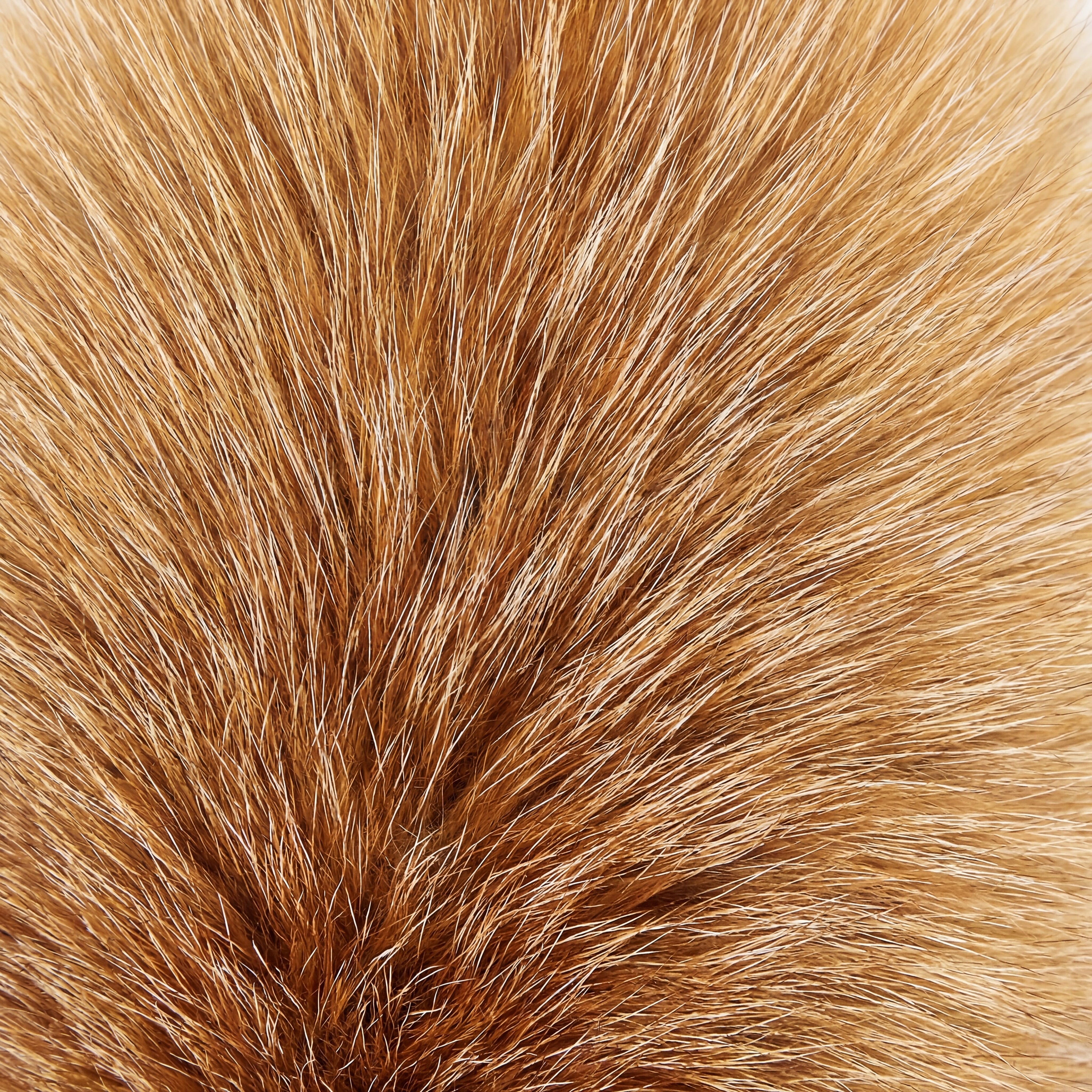 Red Fox Fur