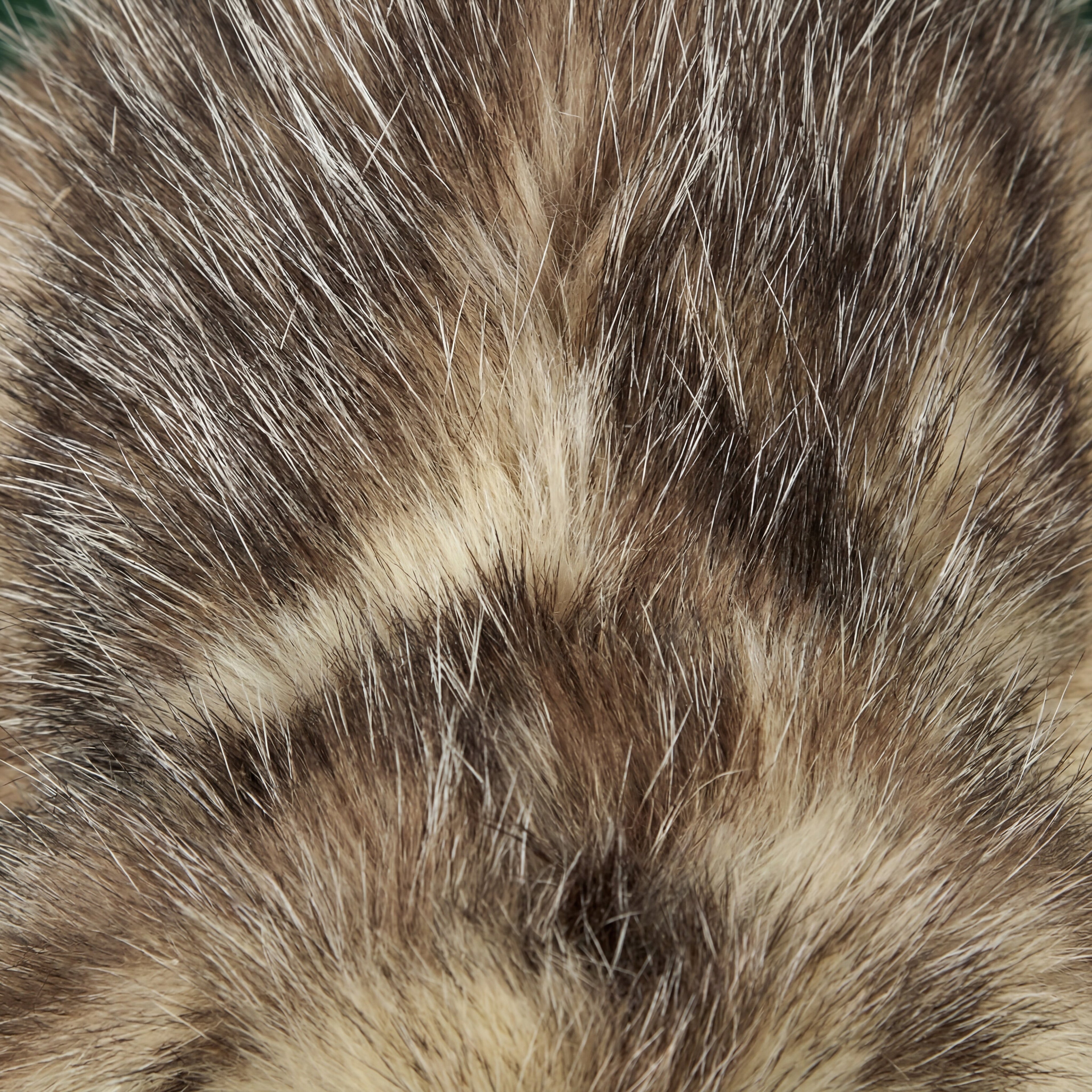 opossum fur
