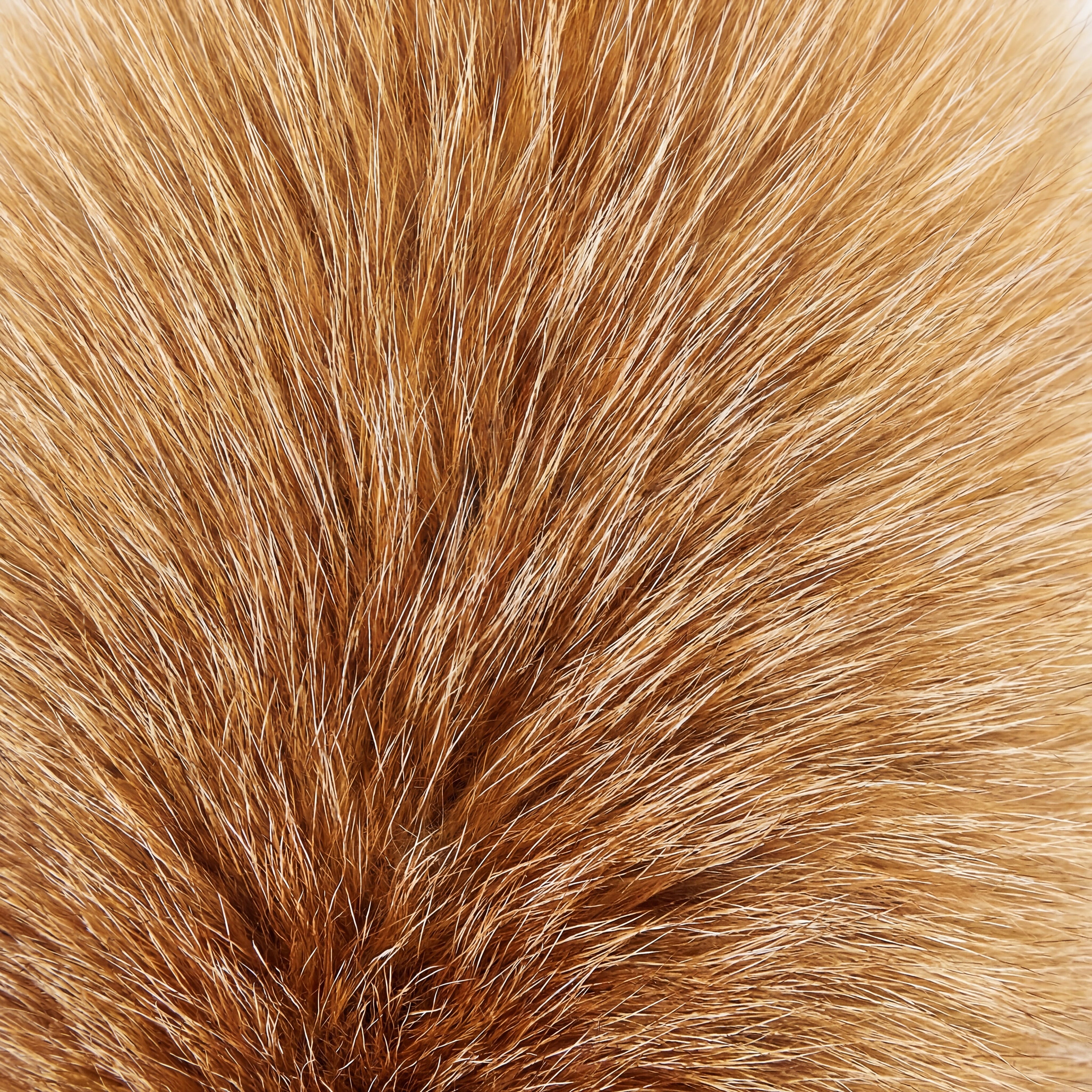red fox fur